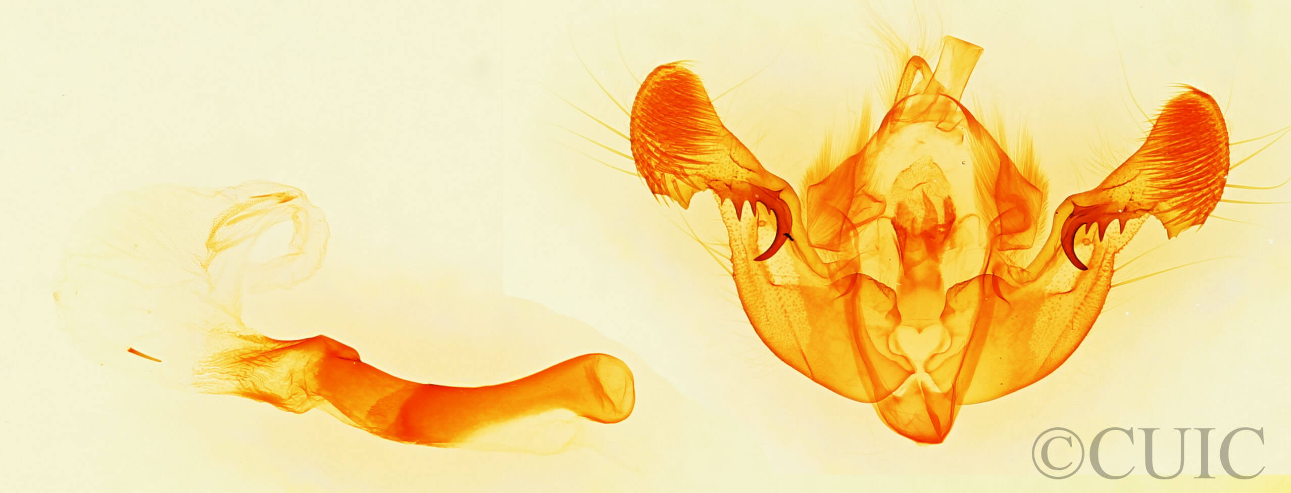 genitalia view of adult Mesapamea fractilinea