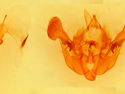 genitalia view of adult Mesapamea arbora