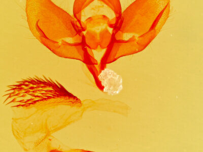 genitalia view of adult Polenta sp.