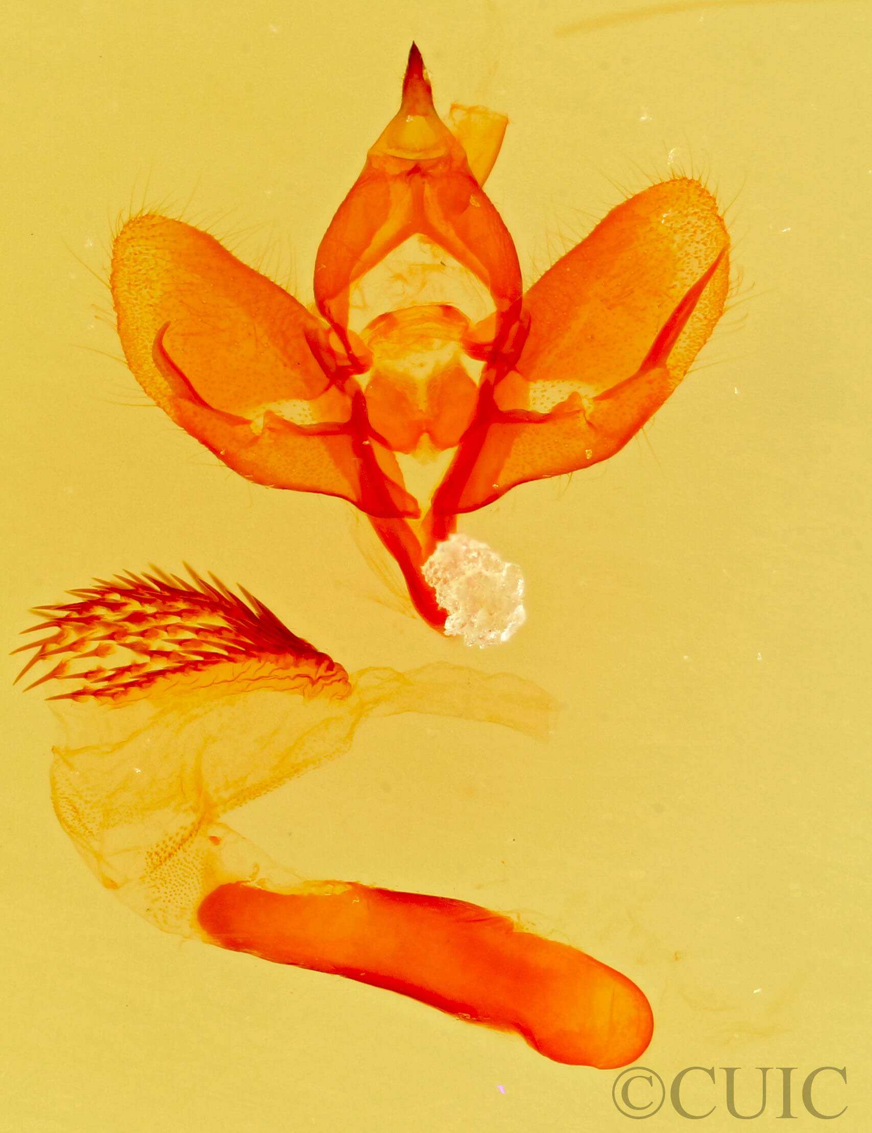 genitalia view of adult Polenta sp.