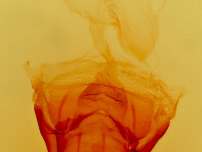 genitalia view of adult Mesapamea arbora