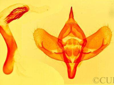 genitalia view of adult Polenta sp.