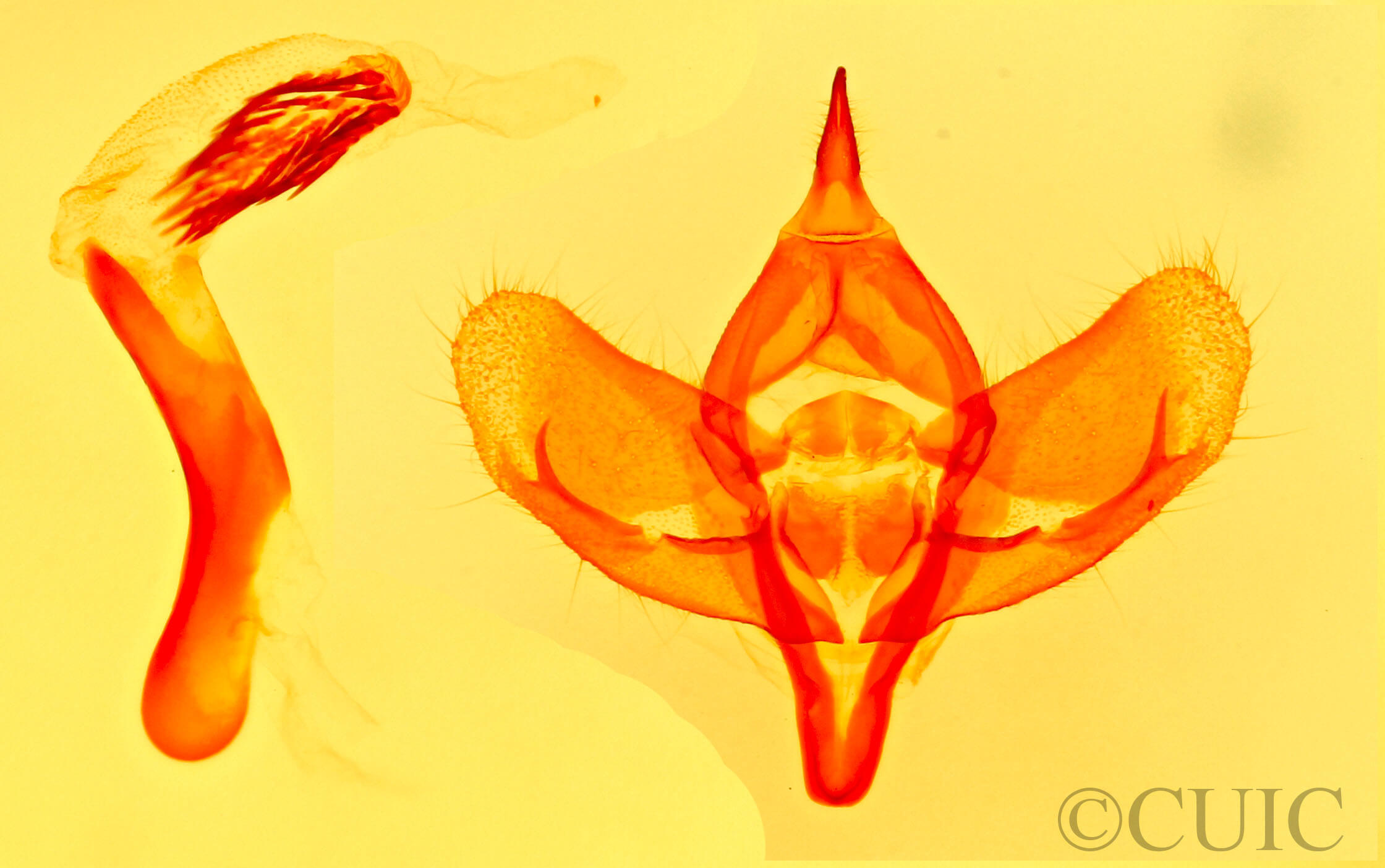 genitalia view of adult Polenta sp.