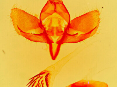 genitalia view of adult Plagiomimicus tepperi