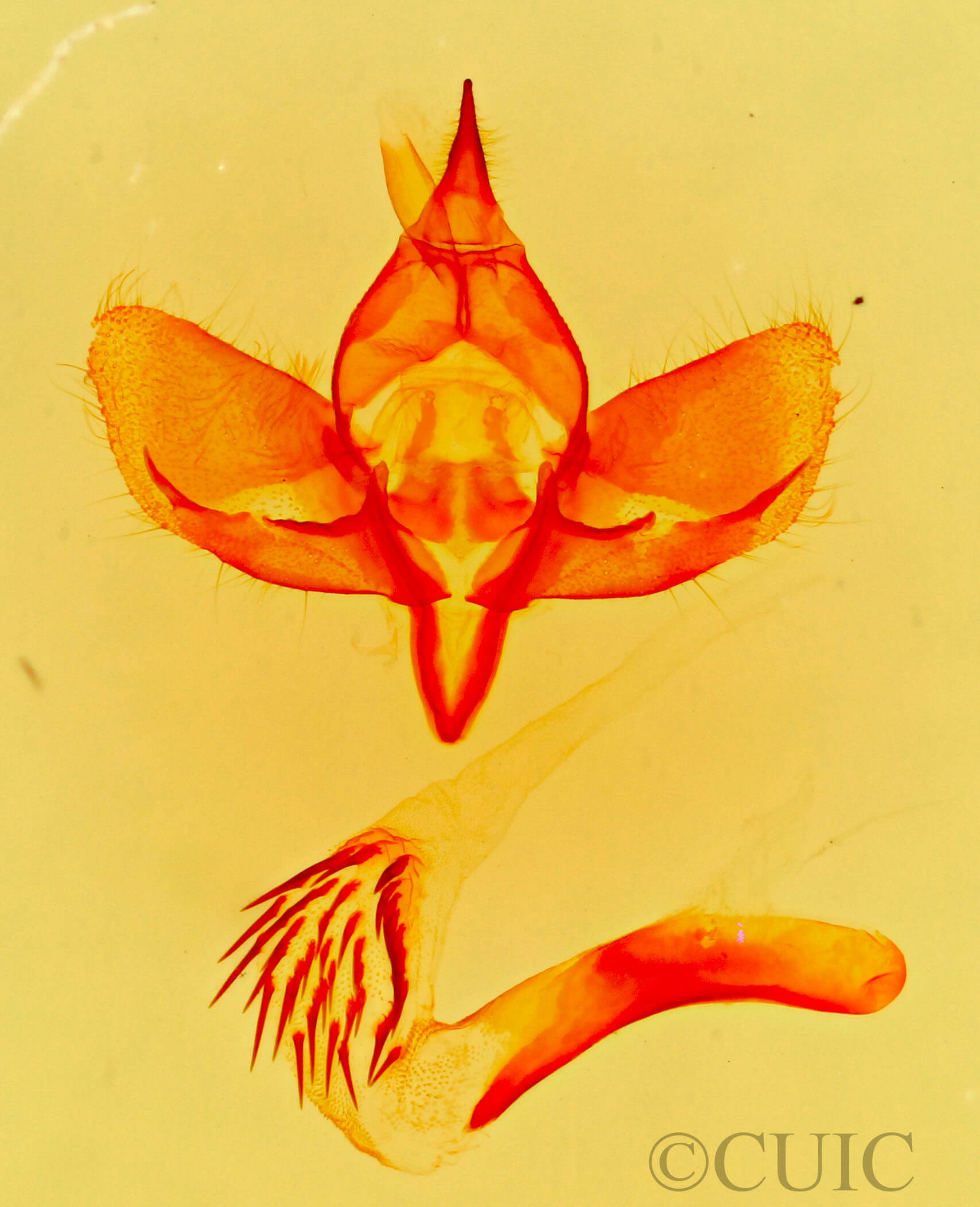 genitalia view of adult Plagiomimicus tepperi