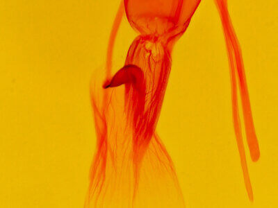 genitalia view of adult Plagiomimicus