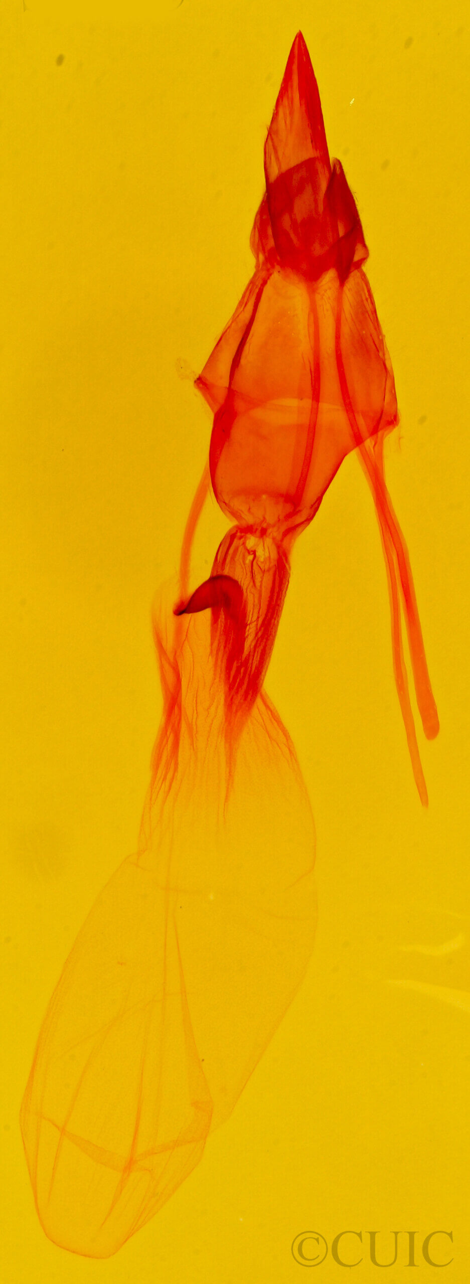 genitalia view of adult Plagiomimicus