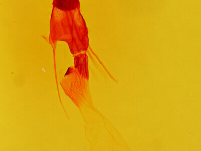 genitalia view of adult Plagiomimicus