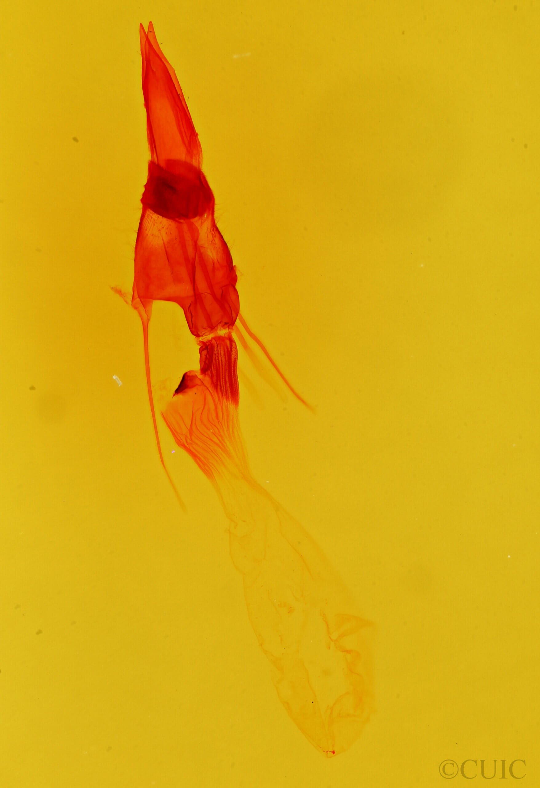 genitalia view of adult Plagiomimicus
