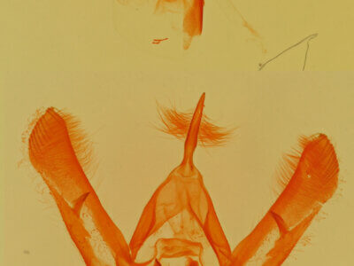 genitalia view of adult Neumoegenia poetica