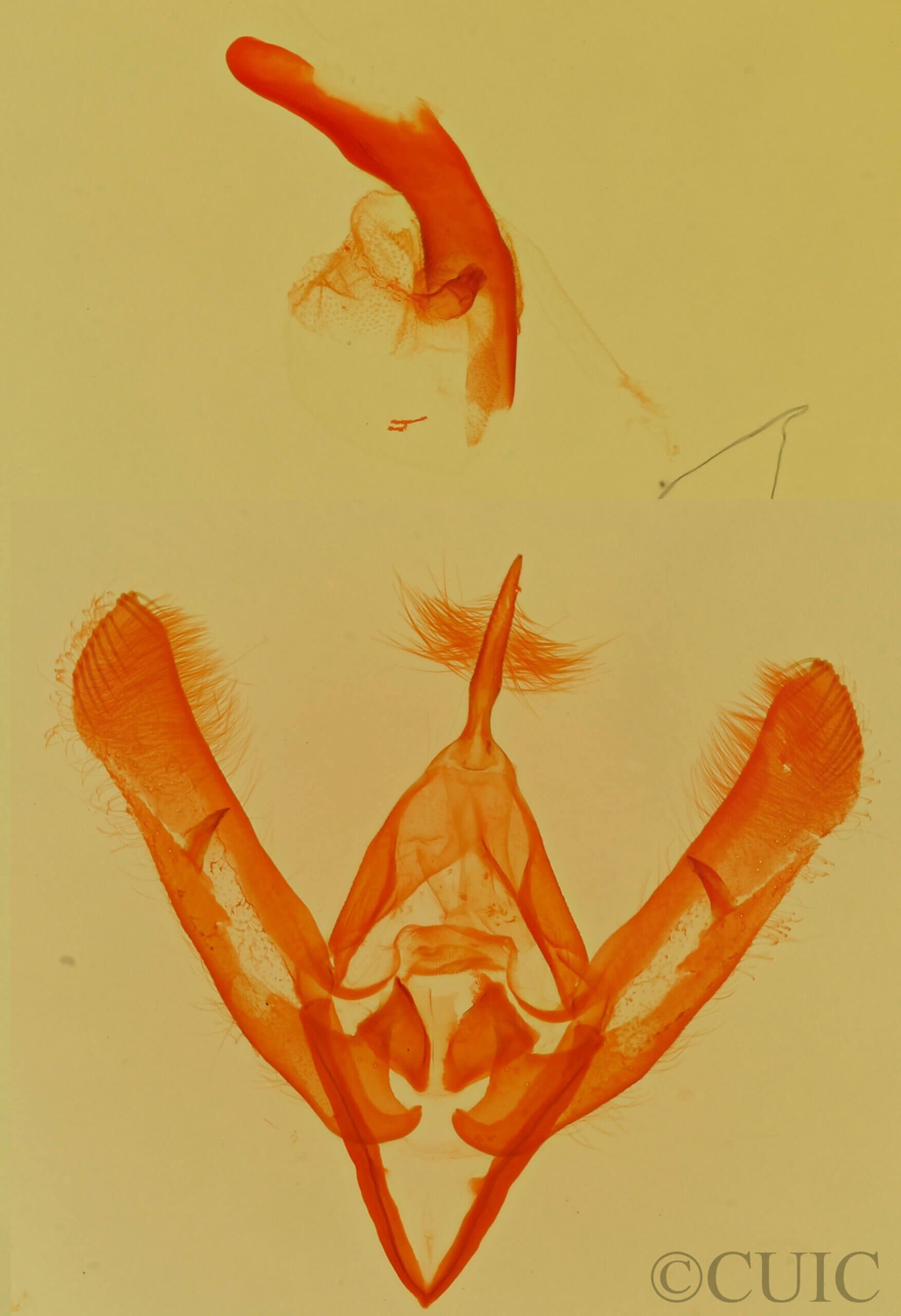 genitalia view of adult Neumoegenia poetica