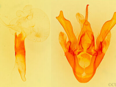 genitalia view of adult Neumoegenia poetica