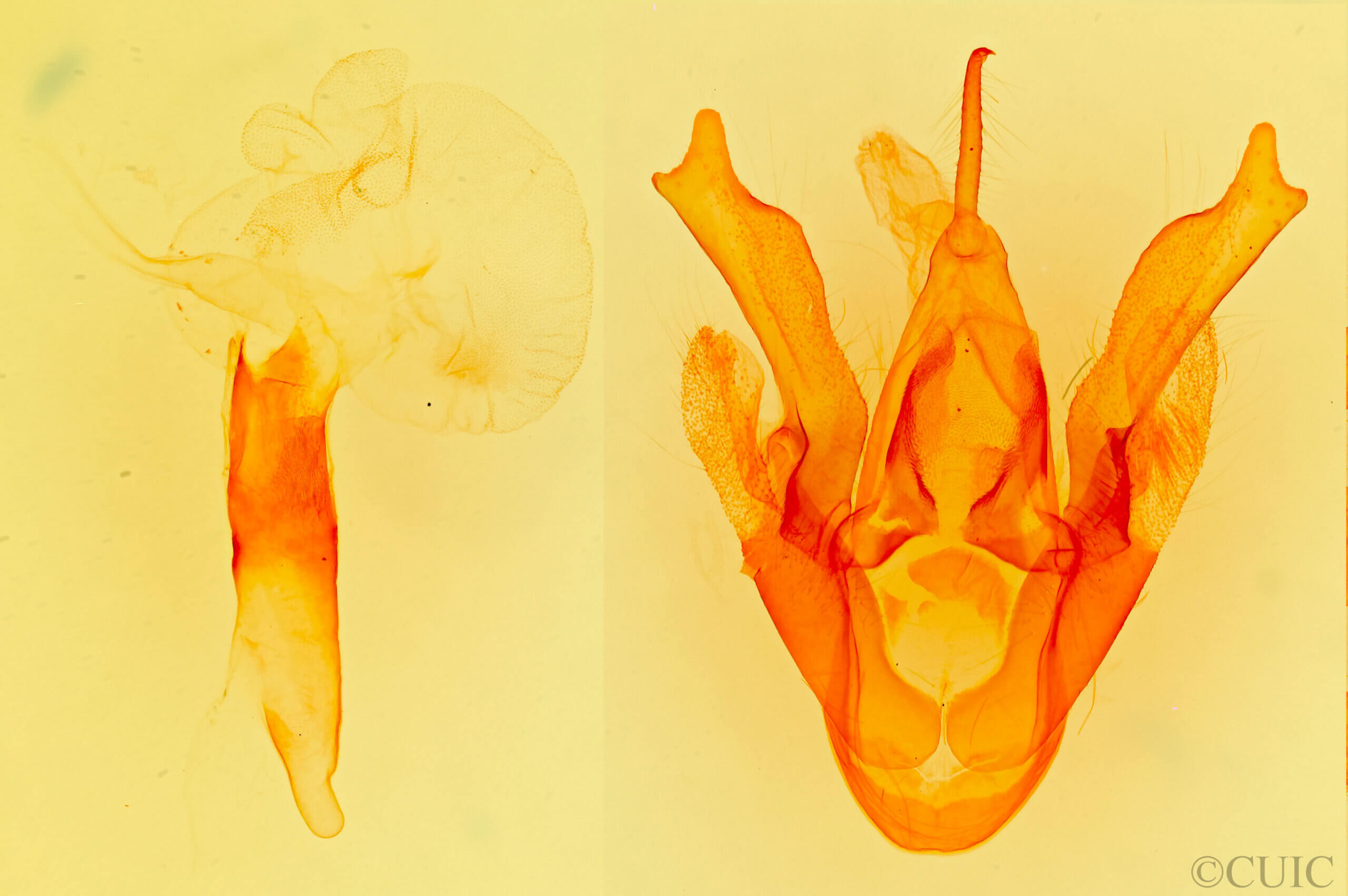 genitalia view of adult Neumoegenia poetica