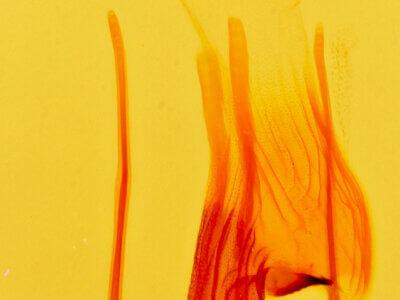 genitalia view of adult Polenta sp.
