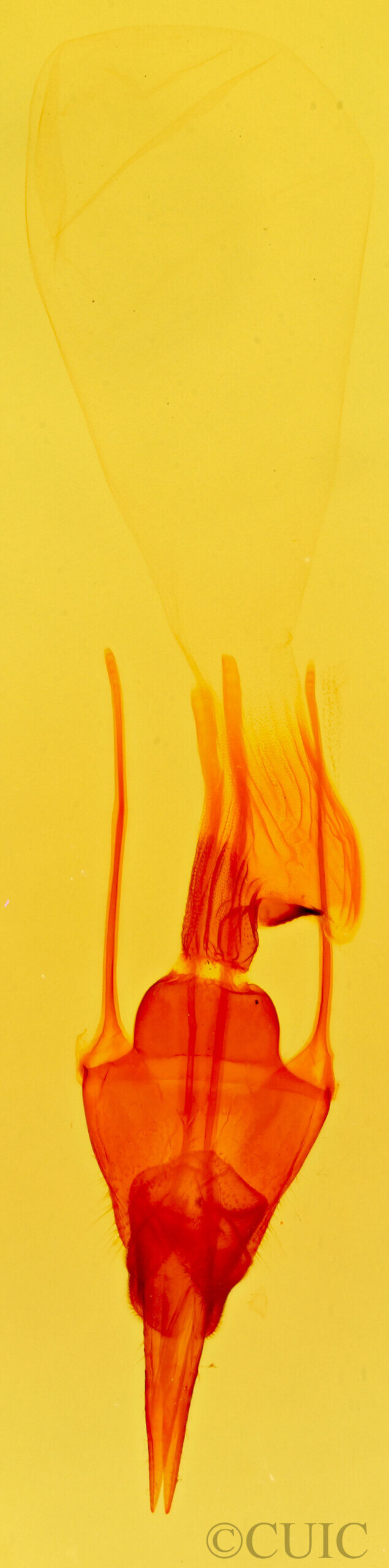 genitalia view of adult Polenta sp.