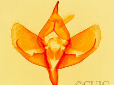 genitalia view of adult Polenta sp.