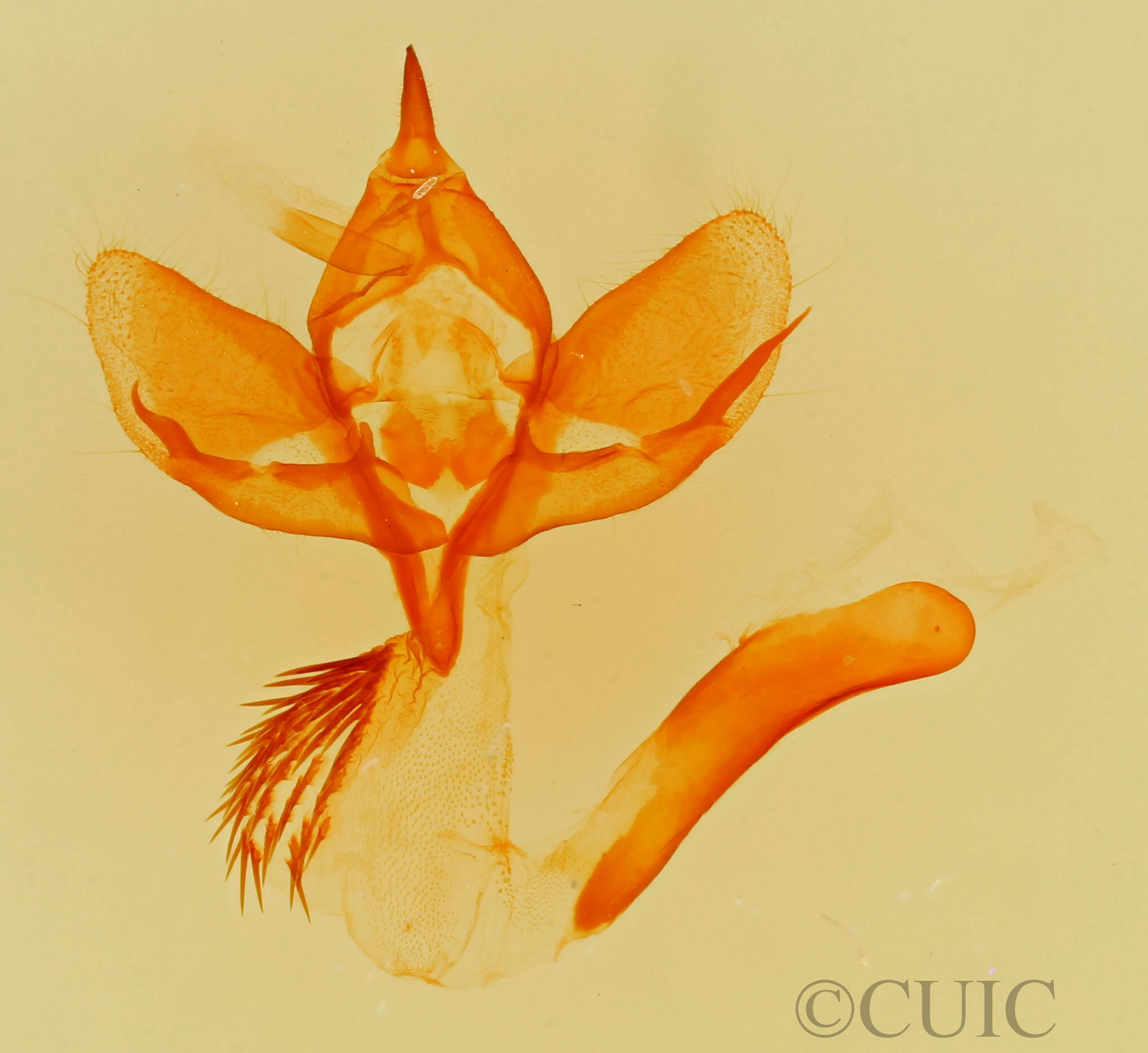 genitalia view of adult Plagiomimicus tepperi