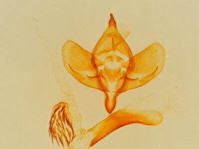 genitalia view of adult Polenta sp.