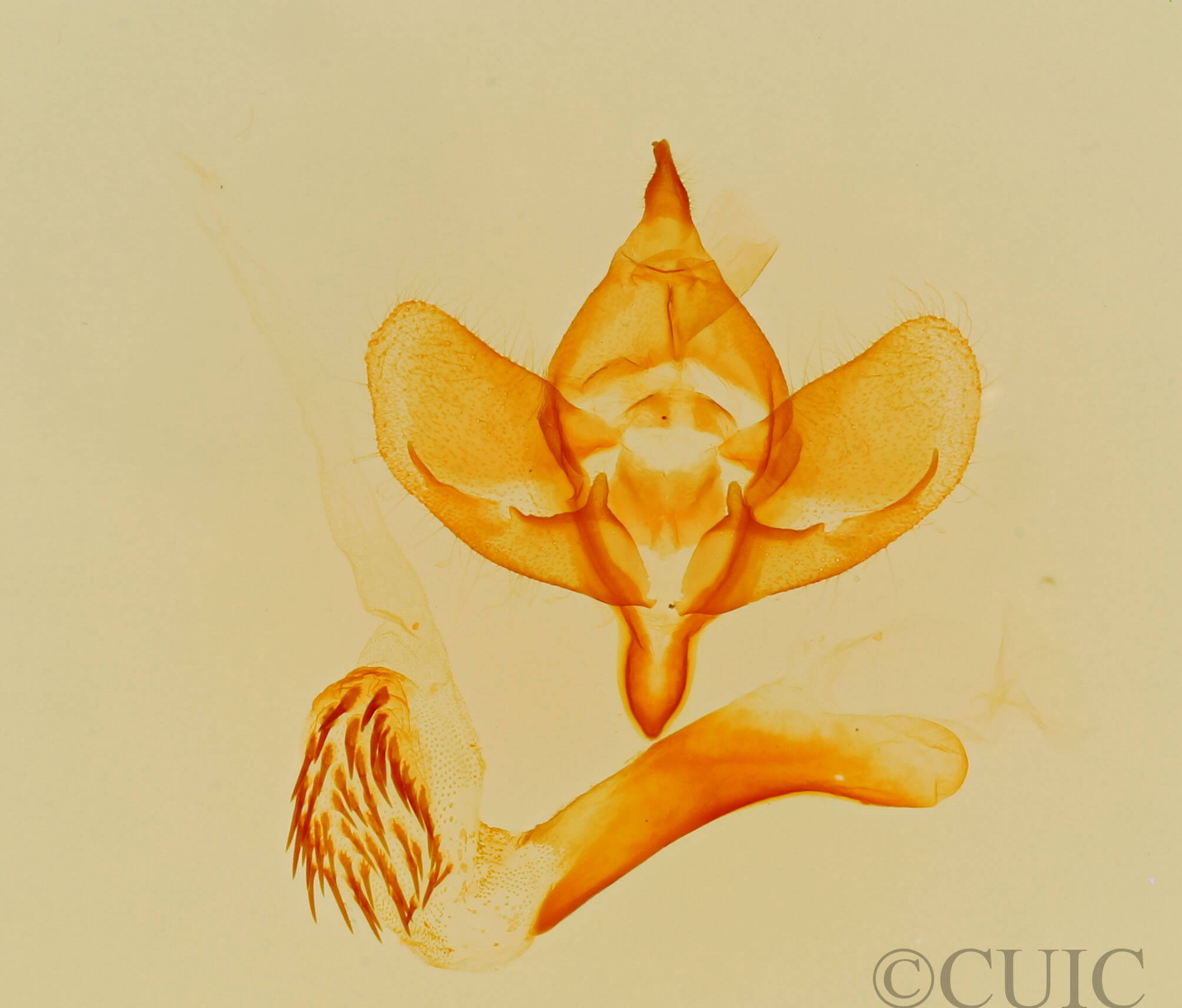 genitalia view of adult Polenta sp.