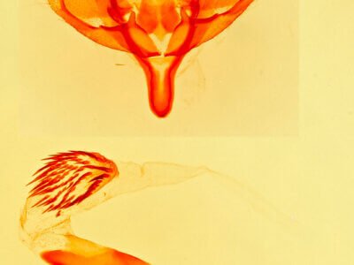 genitalia view of adult Heminocloa mirabilis