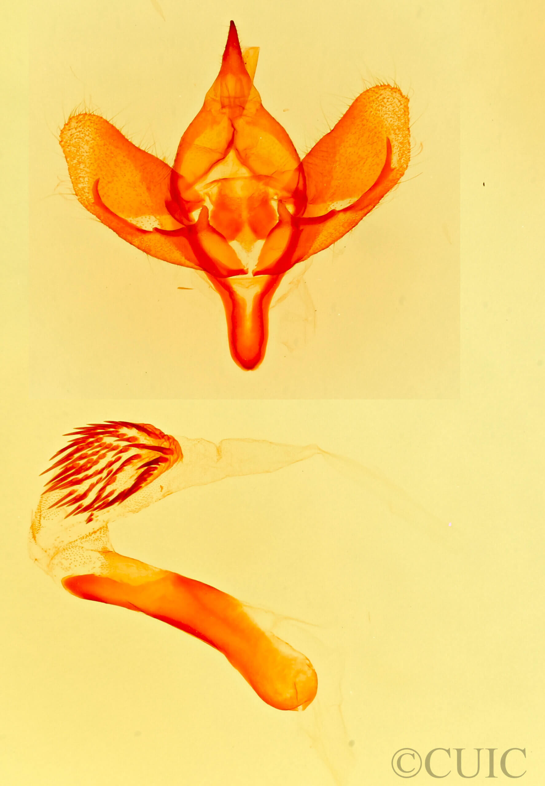 genitalia view of adult Heminocloa mirabilis