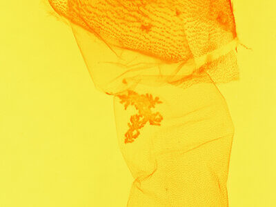 genitalia view of adult Heminocloa mirabilis