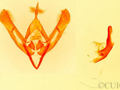 genitalia view of adult Hemioslaria pima