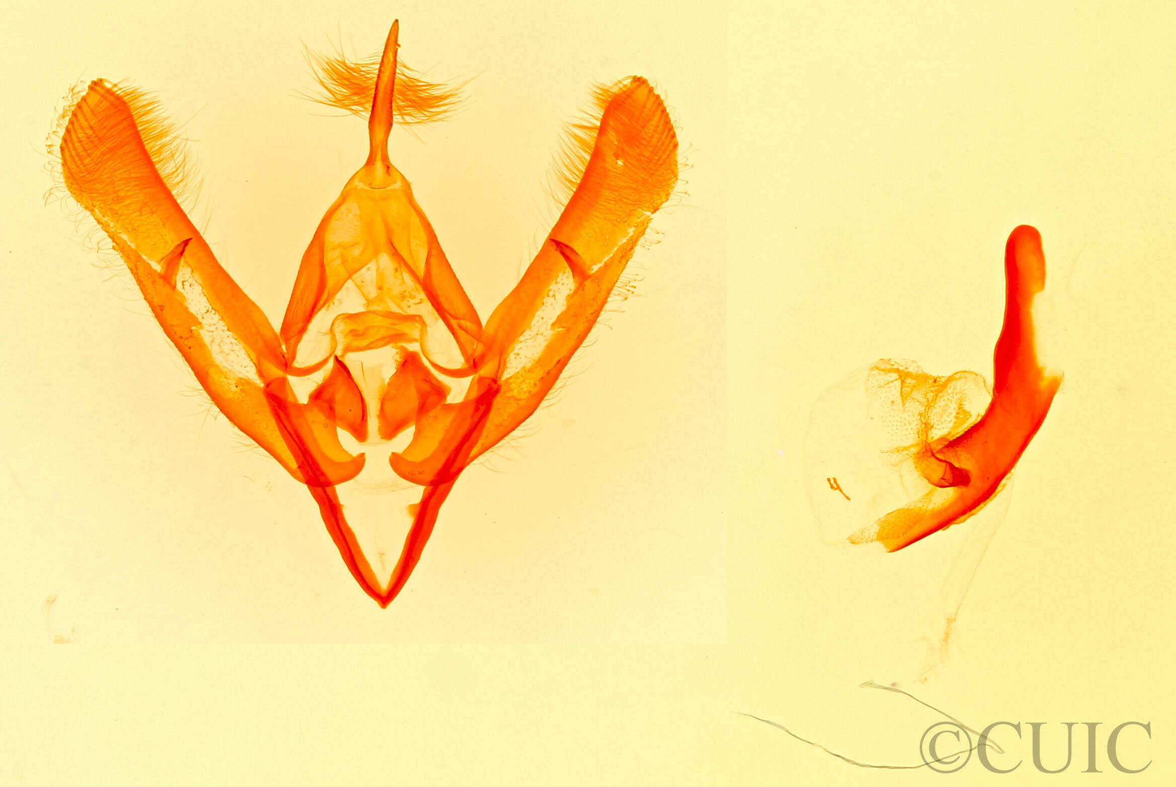 genitalia view of adult Hemioslaria pima