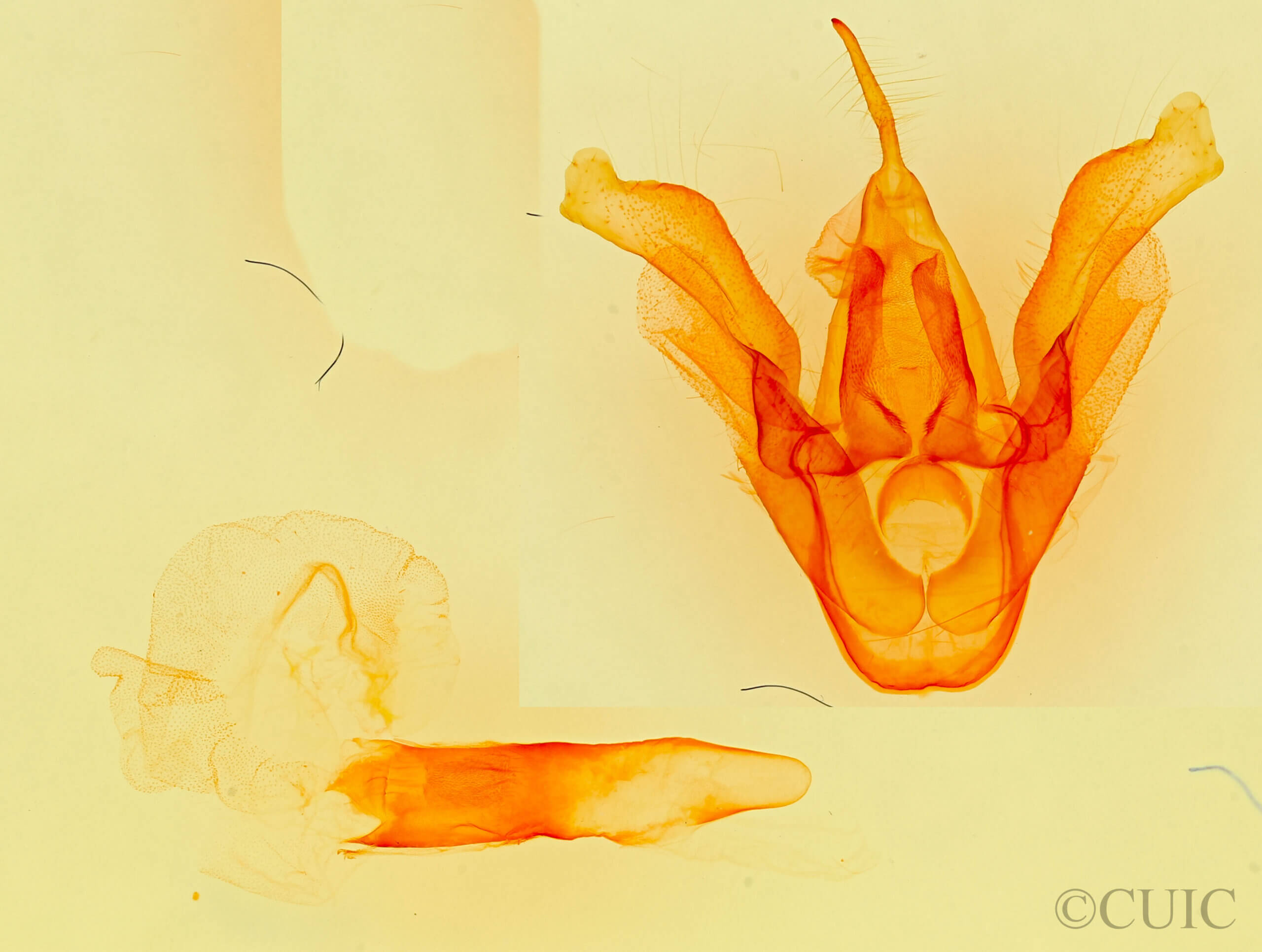 genitalia view of adult Haploa lecontei