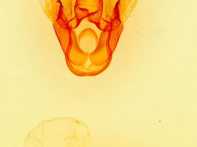 genitalia view of adult Haploa confusa