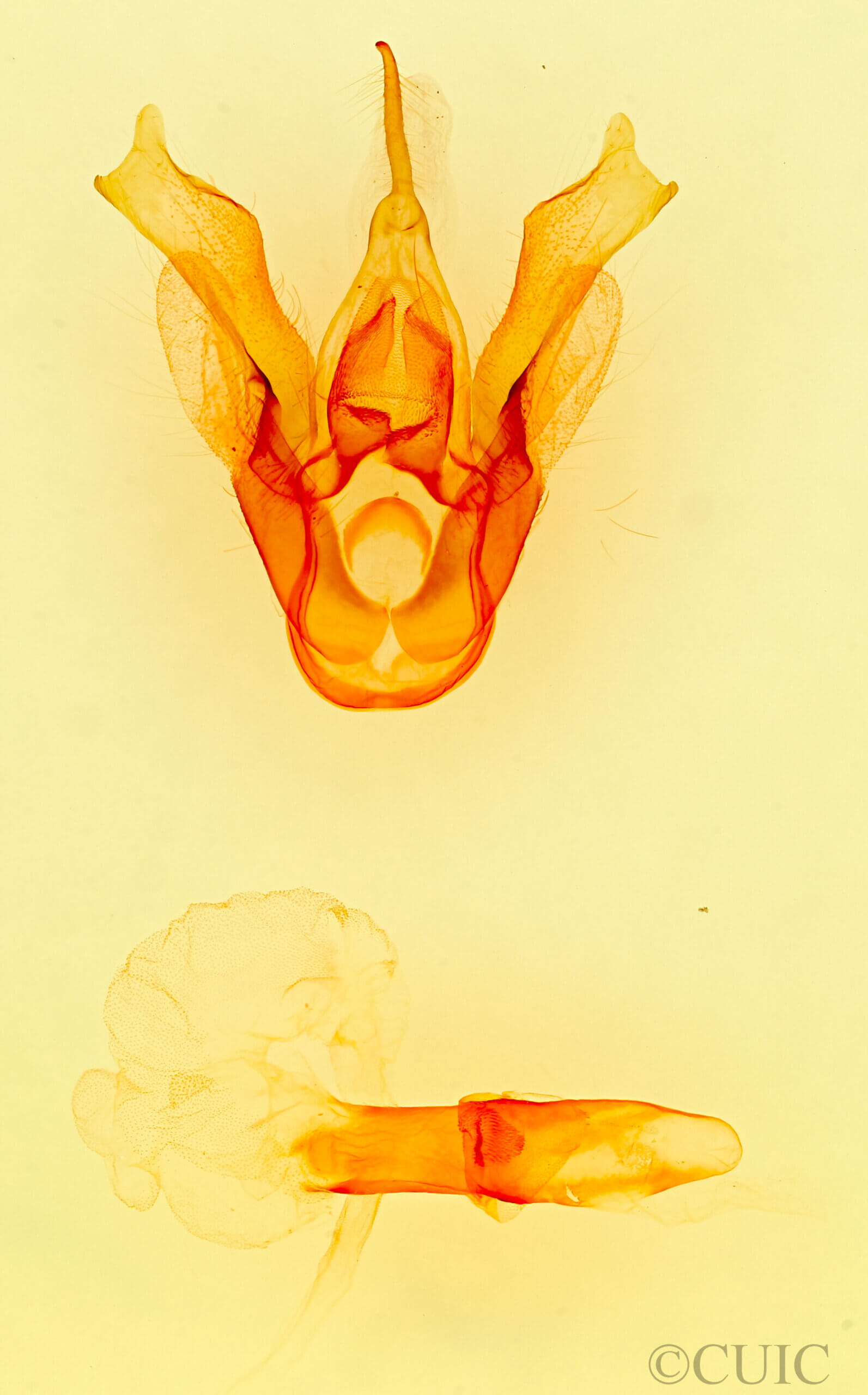 genitalia view of adult Haploa confusa