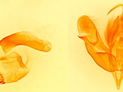 genitalia view of adult Acronicta fragilis
