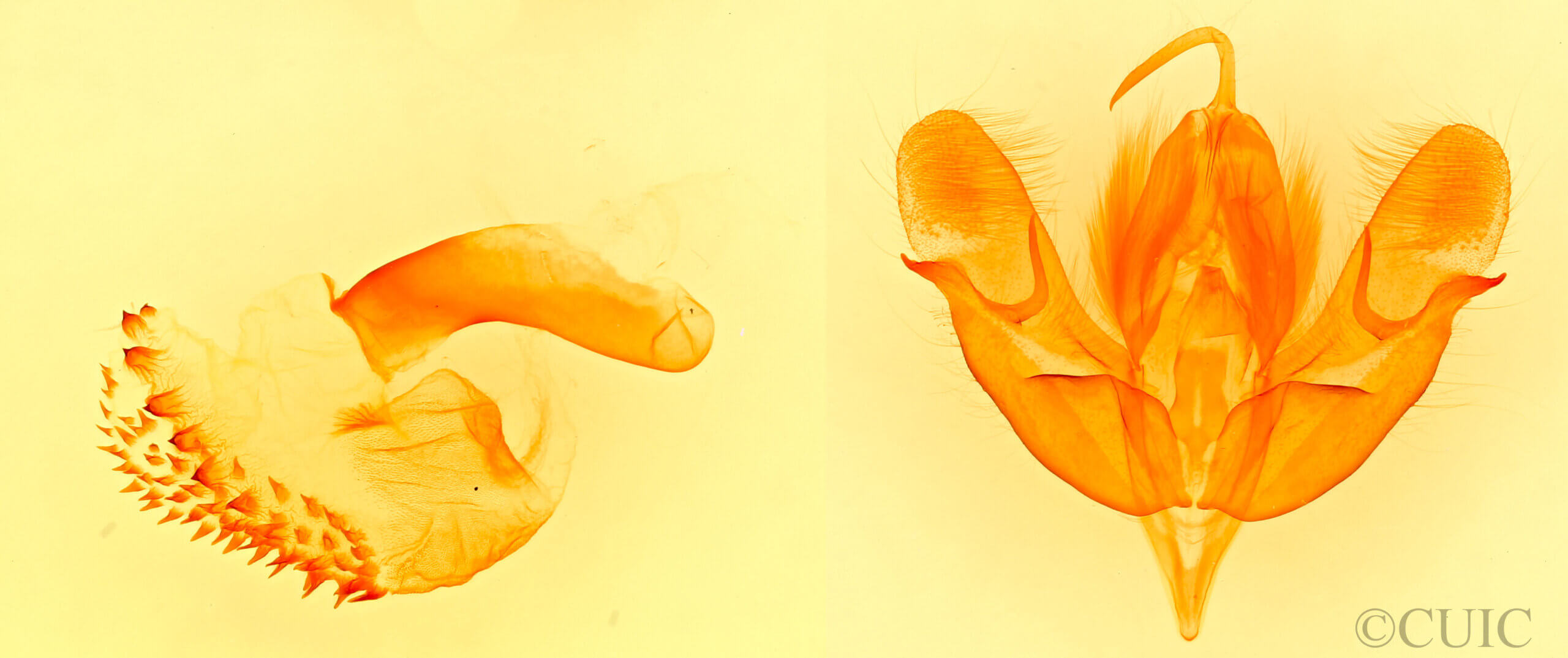 genitalia view of adult Acronicta fragilis
