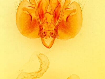 genitalia view of adult Leucania infatuans