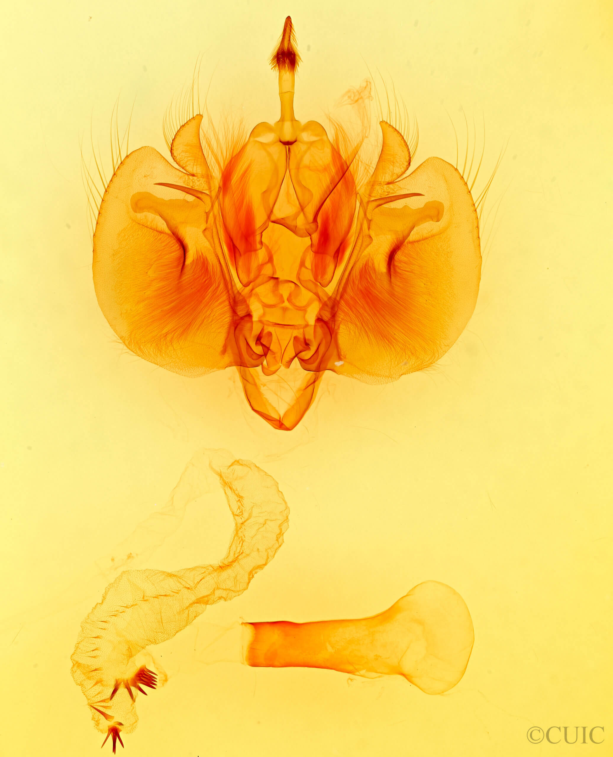 genitalia view of adult Leucania infatuans