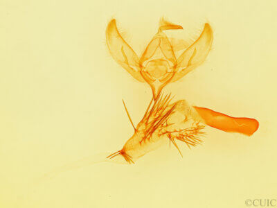 genitalia view of adult Paramiana perissa