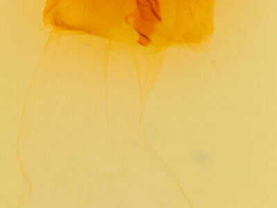 genitalia view of adult Copivaleria grotei