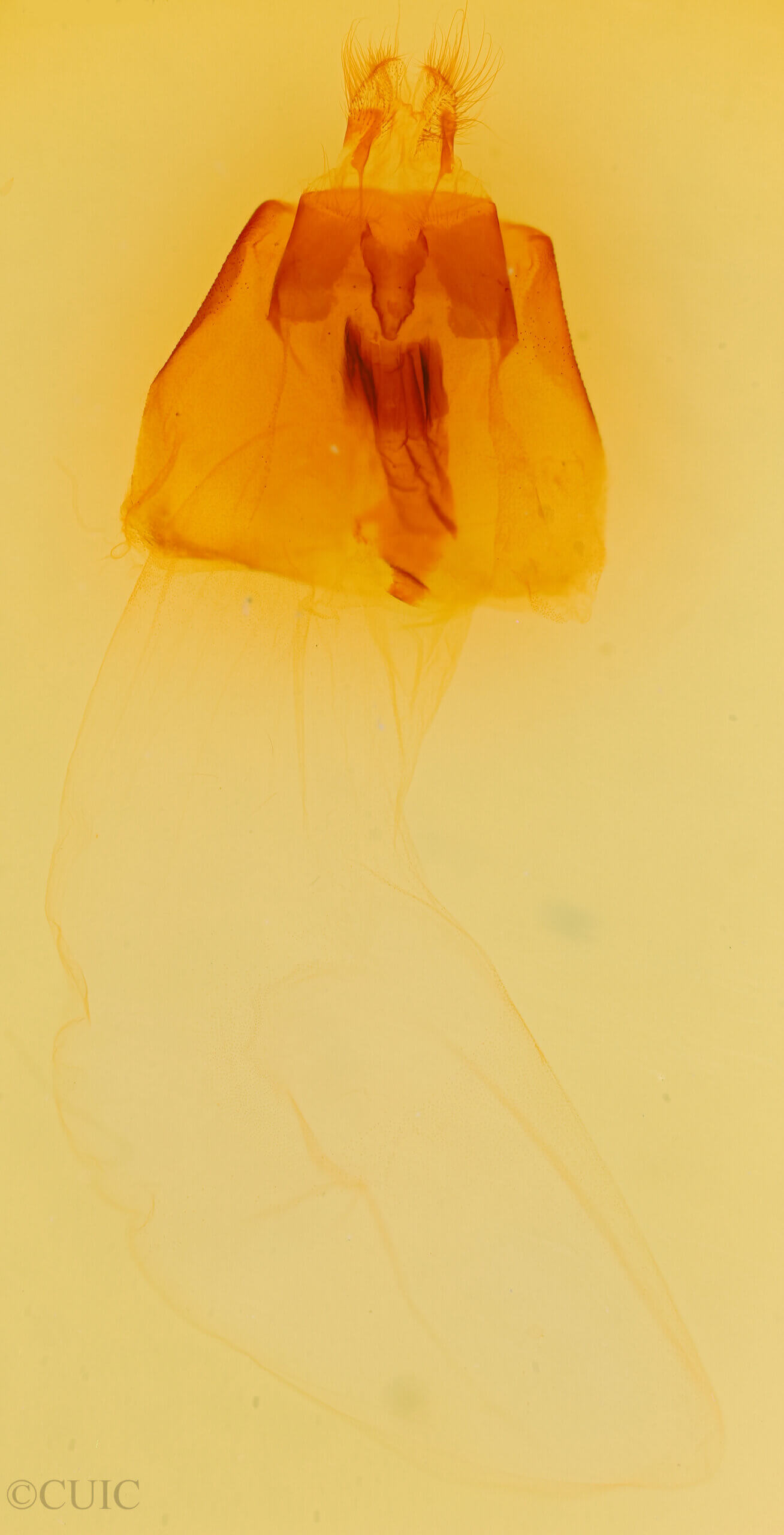 genitalia view of adult Copivaleria grotei