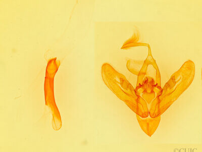 genitalia view of adult Orthodes sp.