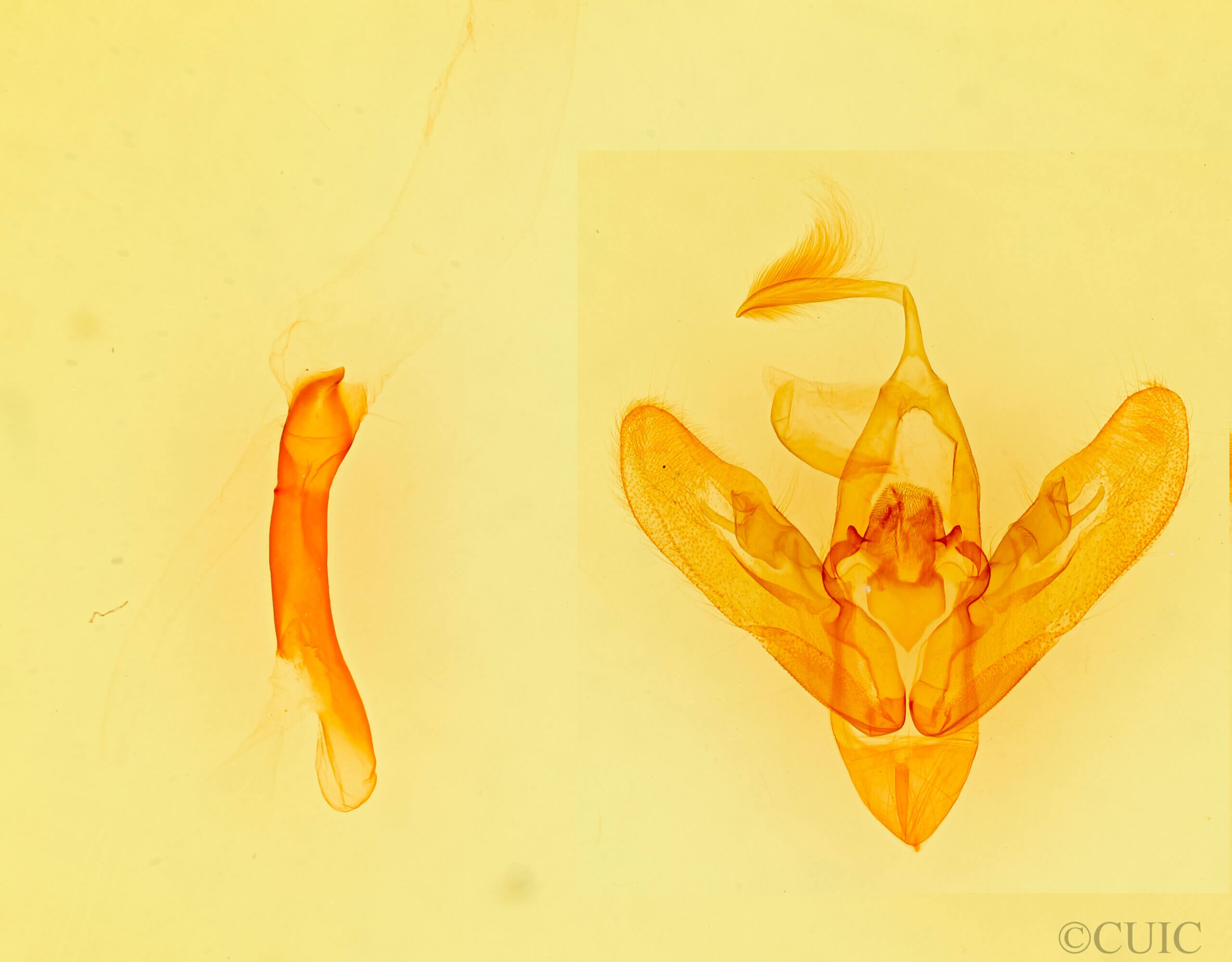 genitalia view of adult Orthodes sp.