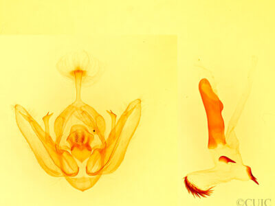 genitalia view of adult Orthodes sp.