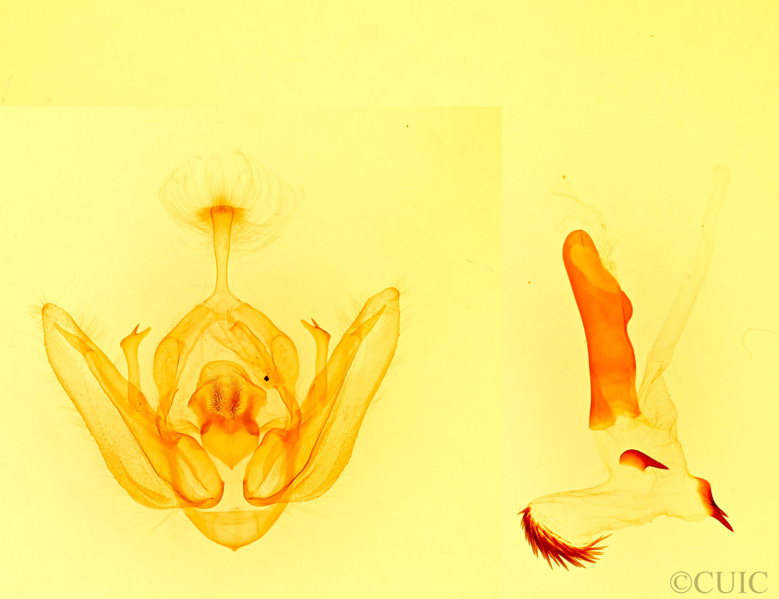 genitalia view of adult Orthodes sp.