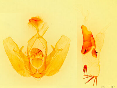 genitalia view of adult Orthodes sp.