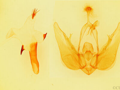 genitalia view of adult Orthodes sp.