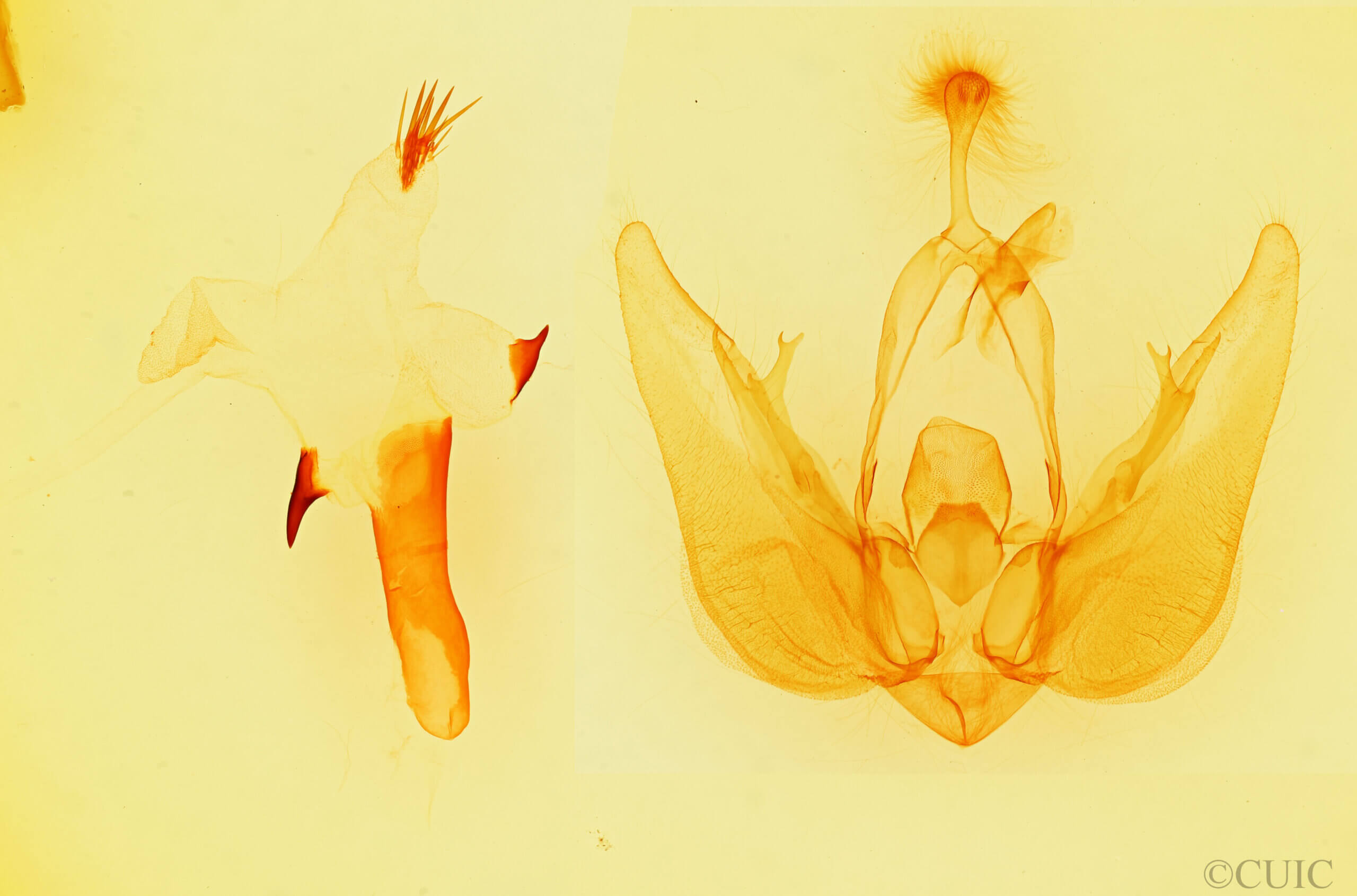 genitalia view of adult Orthodes sp.