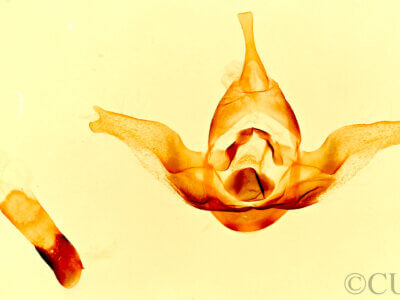 genitalia view of adult Dodia albertae