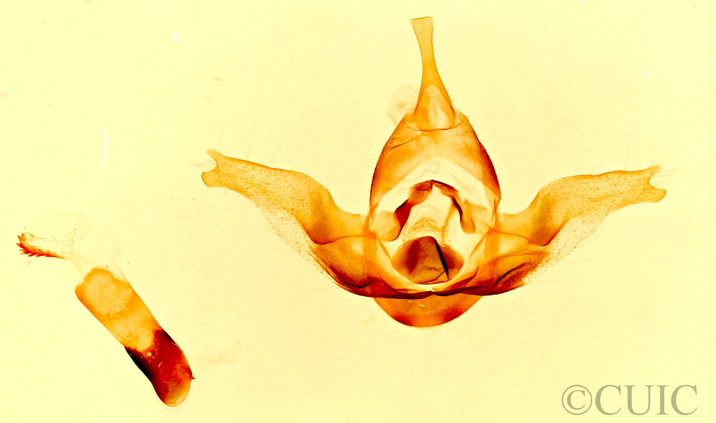 genitalia view of adult Dodia albertae