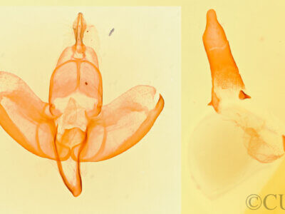 genitalia view of adult Manuela bicolor