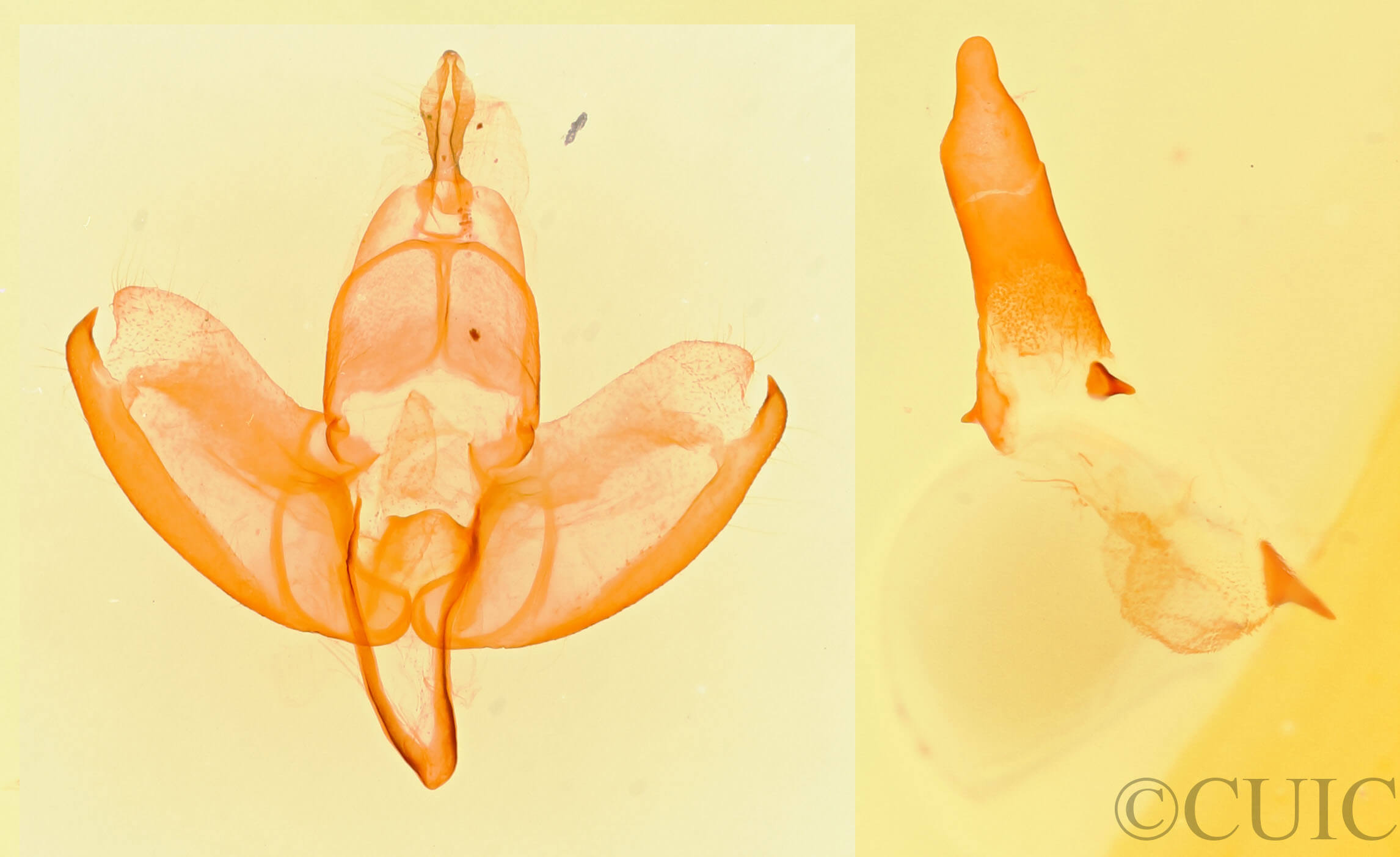 genitalia view of adult Manuela bicolor