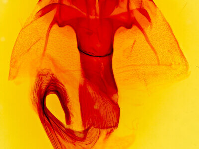 genitalia view of adult Cecrita belfragei